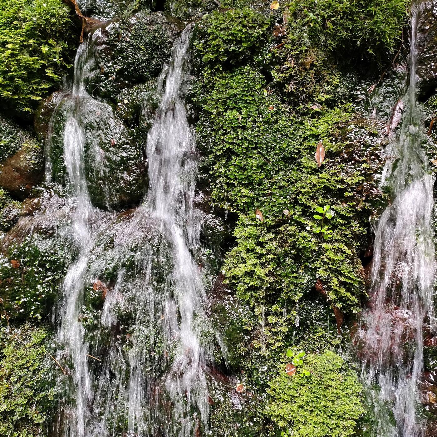 苔を伝い湧き出す富士の伏流水